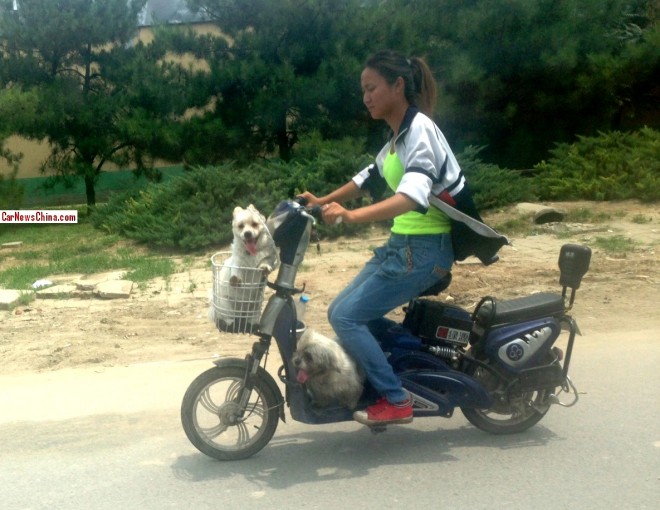 A girl with two wite dogs on a electric bicycle in Beijing